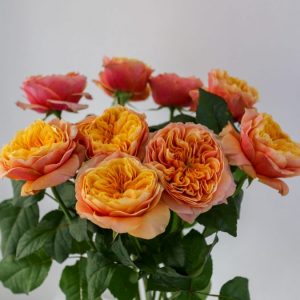 Пионовидные розы Уфа